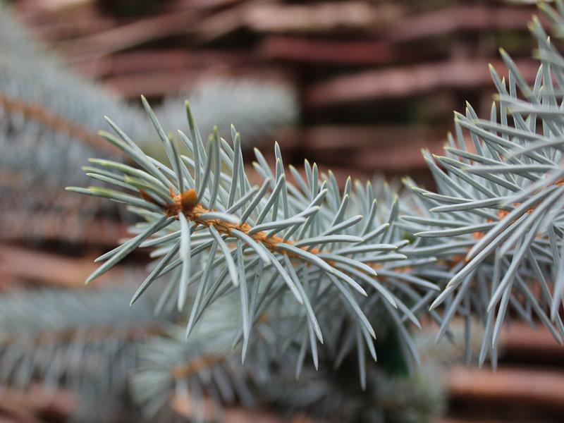 Picea pungens 'Erich Frahm'-13390