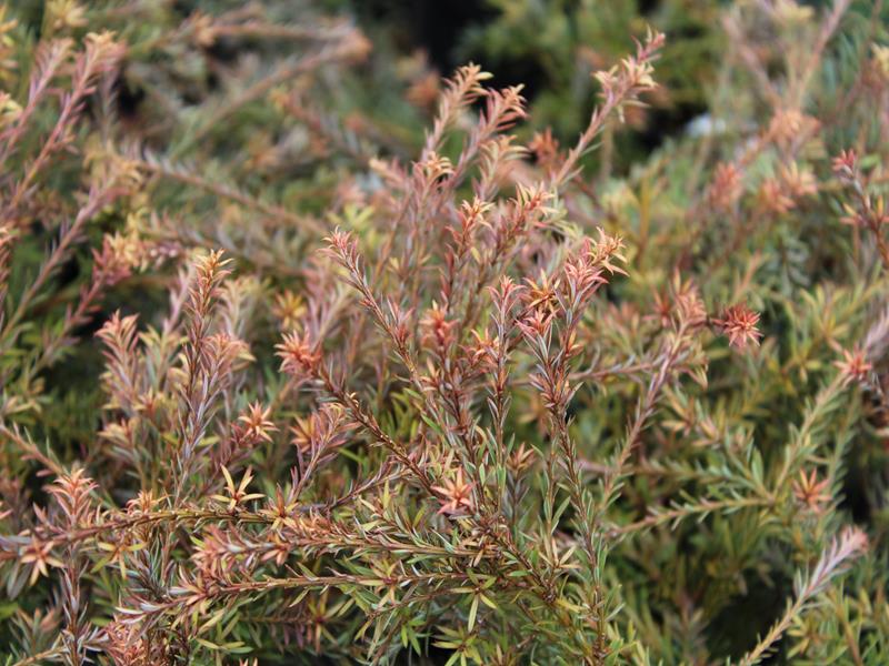 Podocarpus x 'County Park Fire'-13394