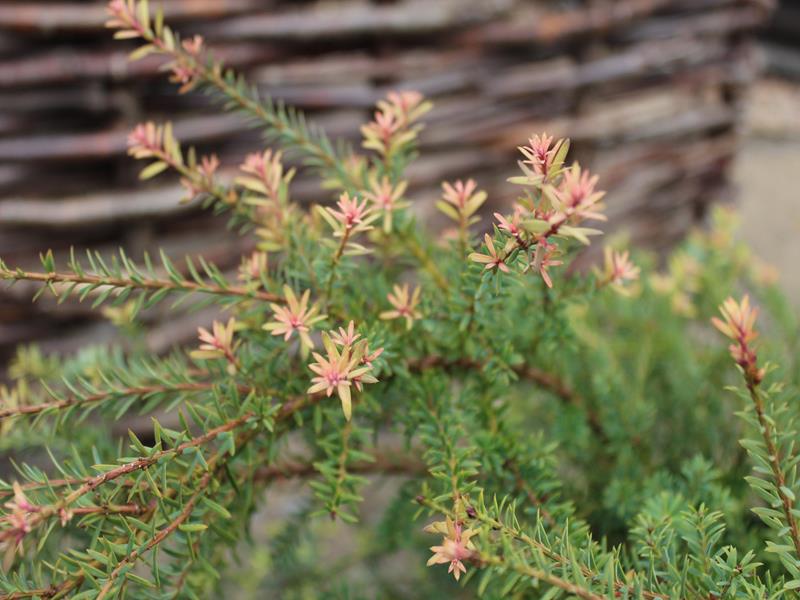 Podocarpus x 'County Park Fire'-13393