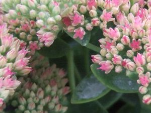 Sedum Autumn Joy-0