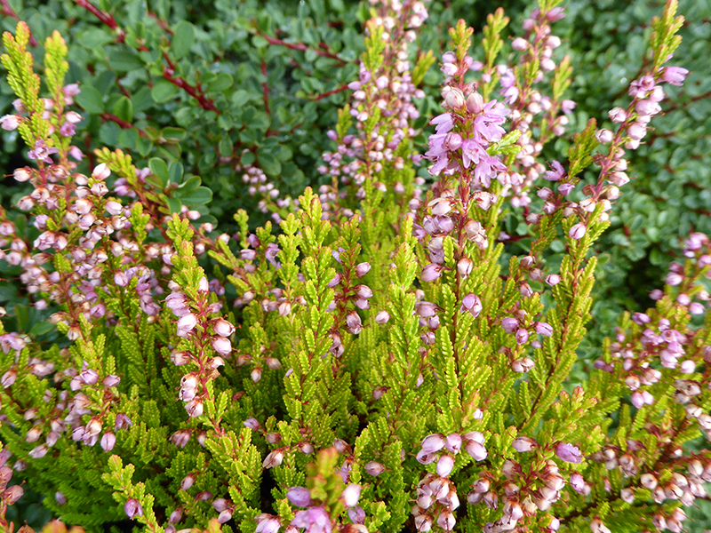 Calluna vulgaris 'Red Haze' (1 litre pot)-0