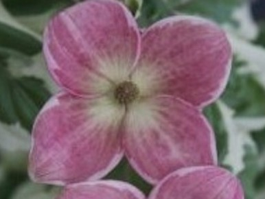 Cornus kousa 'Akatsuki'-0