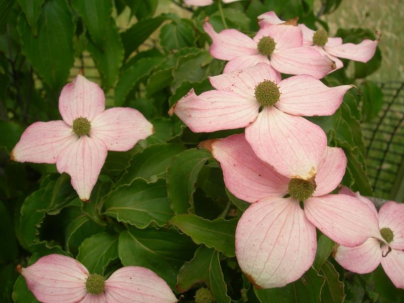 Cornus kousa 'Beni Fuji'-0
