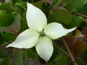 Cornus kousa 'Cappuccino'-0