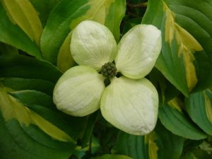 Cornus kousa 'Gold Star'-0