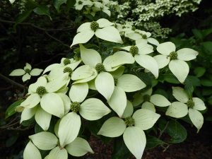 Cornus kousa 'Milky Way'-0