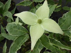 Cornus kousa 'Peve Foggy'-0