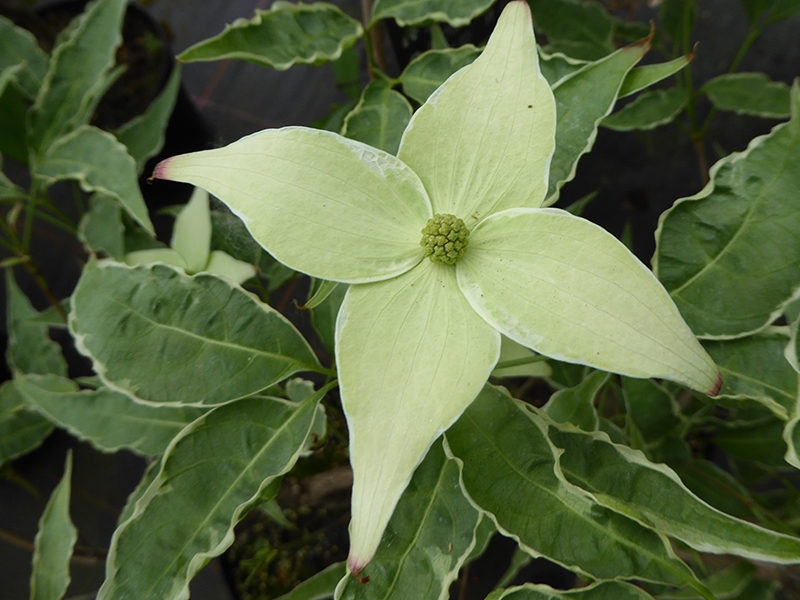 Cornus kousa 'Peve Foggy'-0