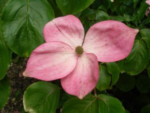 Cornus kousa 'Radiant Rose'-0