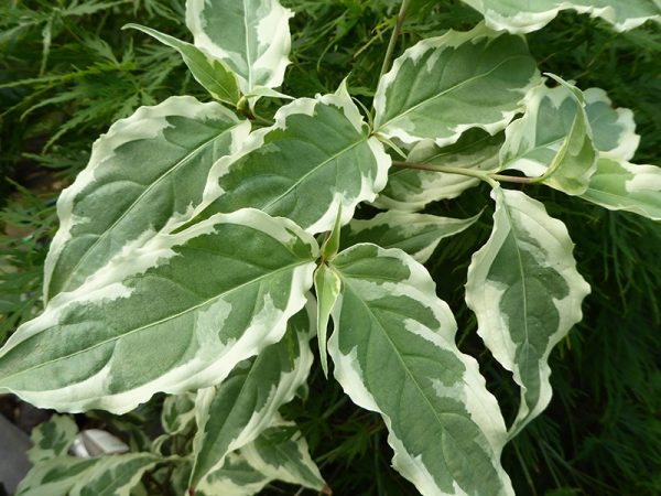 Cornus kousa 'Summer Fun'-0