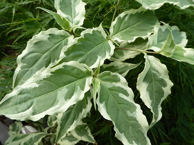 Cornus kousa 'Summer Fun'-0