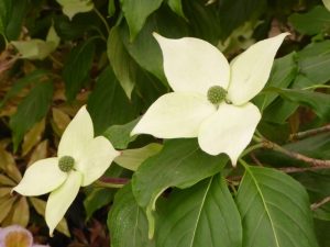 Cornus kousa 'Teutonia'-0
