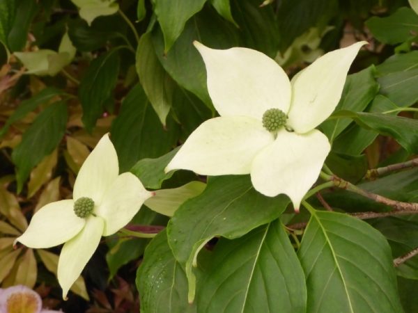 Cornus kousa 'Teutonia'-0