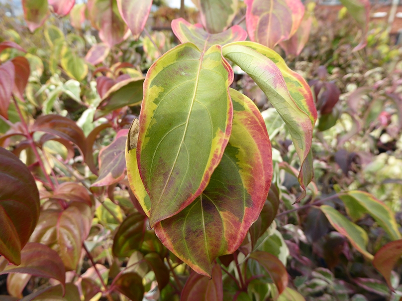 Cornus kousa 'Teutonia'-15254