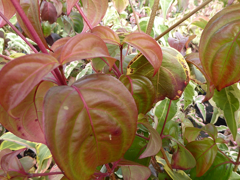 Cornus kousa 'Teutonia'-15255