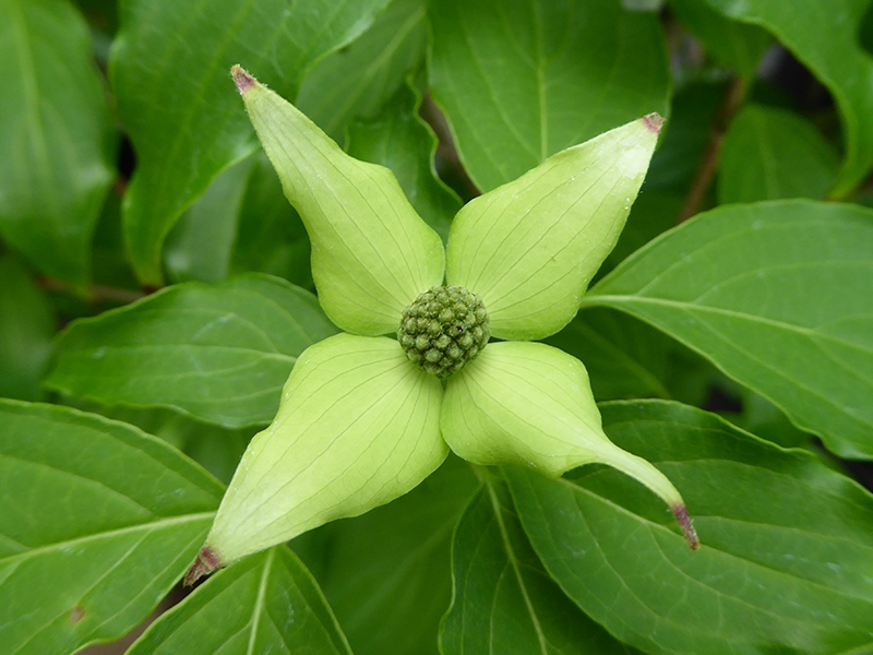 Cornus kousa 'Trinity Star'-0