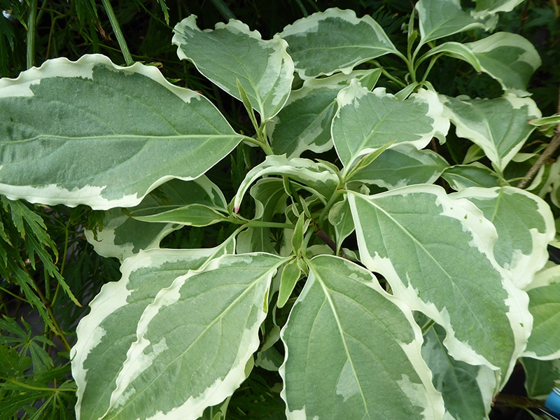 Cornus kousa 'Wolf Eyes'-15267