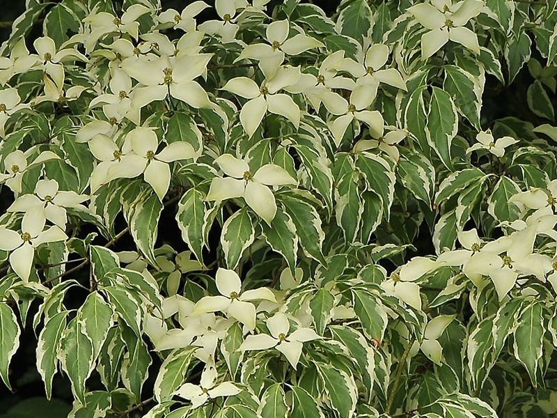 Cornus kousa 'Wolf Eyes'-15269