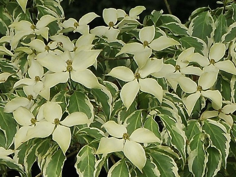 Cornus kousa 'Wolf Eyes'-0