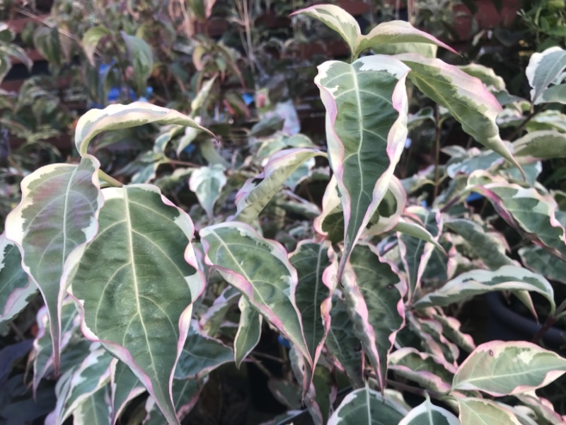 Cornus kousa 'Wolf Eyes'-13568