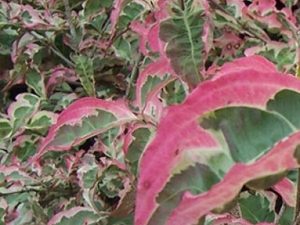 Cornus kousa 'Laura'-0