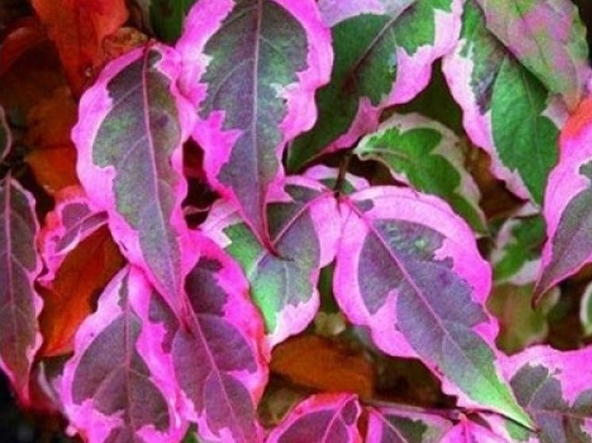 Cornus kousa 'Summer Fun'-26523