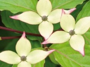 Cornus kousa 'Wieting's Select'-0