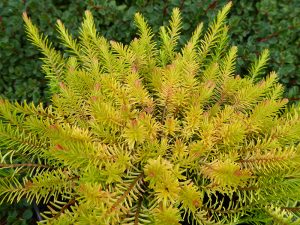 Erica carnea 'Foxhollow' (9cm pot)-0