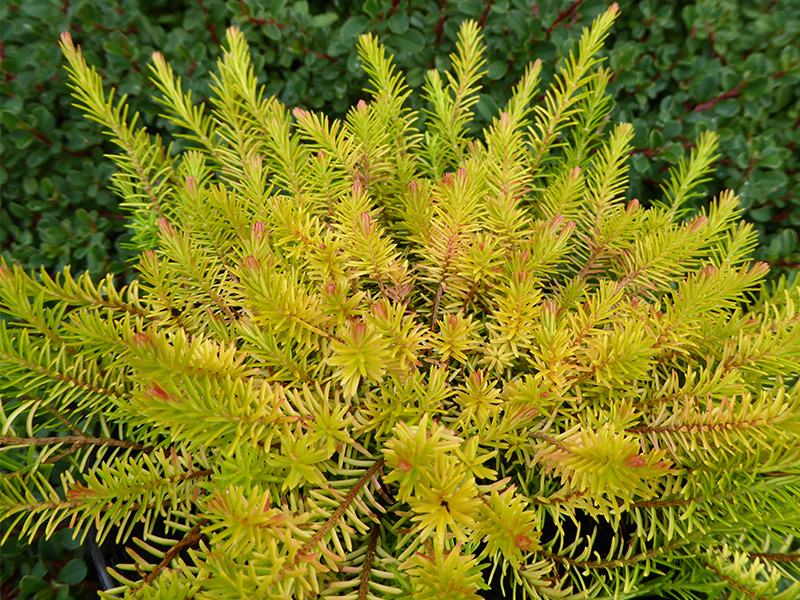 Erica carnea 'Foxhollow' (1 litre pot)-13537
