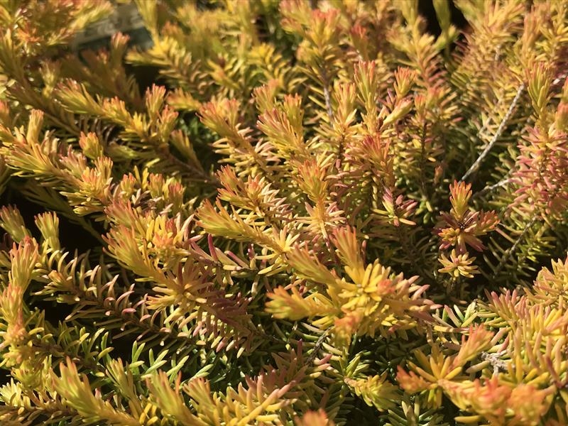 Erica carnea 'Foxhollow' (1 litre pot)-0