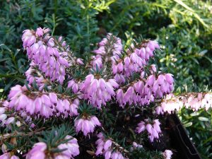 Erica carnea 'King George' (1 litre pot)-0
