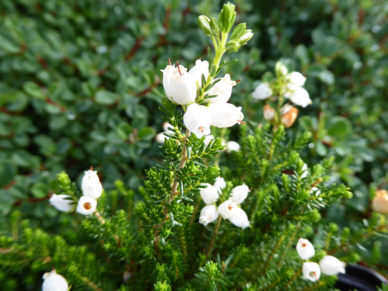 Erica cinerea 'Alba Minor' (9cm pot)-0