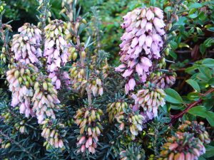 Erica erigena 'Irish Dusk' (1 litre pot)-0