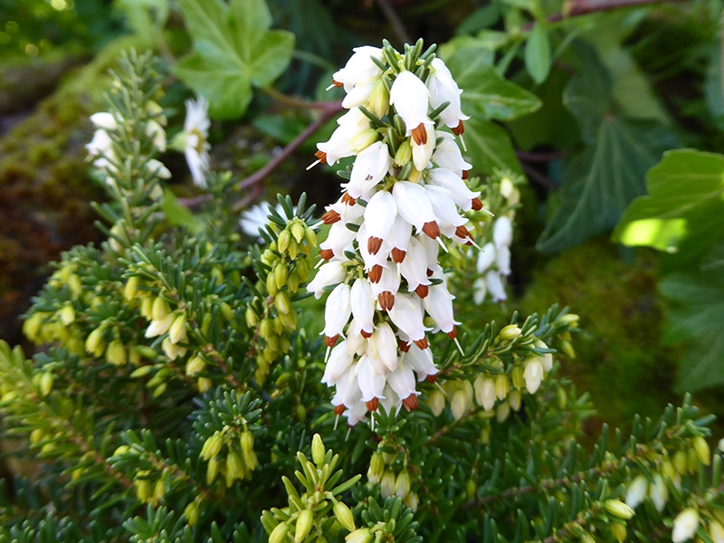 Erica erigena 'W.T. Rackliff' (1 litre pot)-0