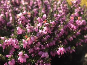 Erica x darleyensis 'J. W. Porter' (1 litre pot)-0
