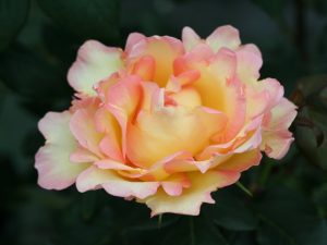 Rosa Hybrid Tea Eureka 'Meizambaitz'-0