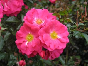 Rosa Flower Carpet Pink Supreme ('Noa168098f'')-0