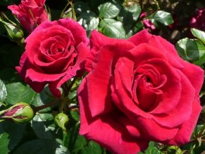 Rosa floribunda Lovestruck ('Dicommatac')-0