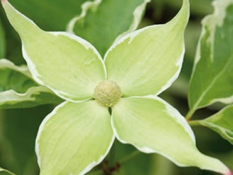Cornus kousa 'Samaritan'-0