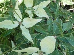 Cornus kousa 'Teresa'-0