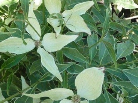 Cornus kousa 'Teresa'-0