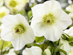 Helleborus HGC Ice n' Roses 'White' (Coseh 4500)-0