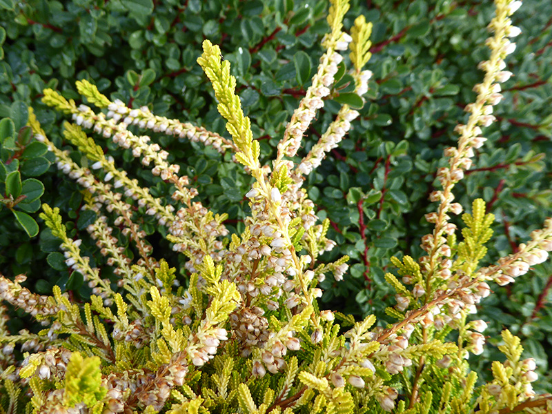 Calluna vulgaris 'Beoley Gold' ( 9cm pot)-13599