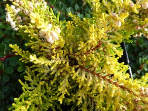 Calluna vulgaris 'Beoley Gold' ( 9cm pot)-0