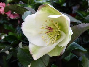 Helleborus (Rodney Davey Marbled Group) 'Moondance'-0
