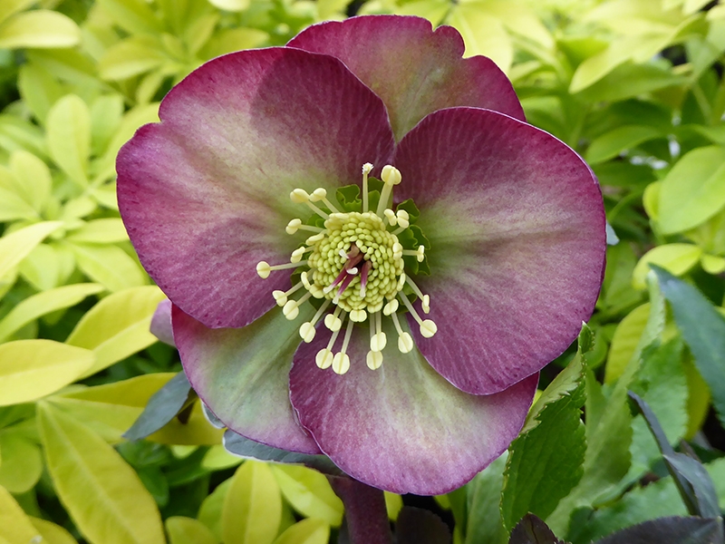 Helleborus (Rodney Davey Marbled Group) 'Dana's Dulcet'-13593