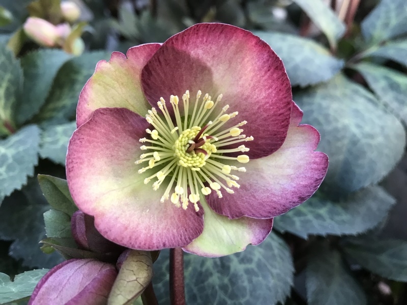 Helleborus (Rodney Davey Marbled Group) 'Dana's Dulcet'-0