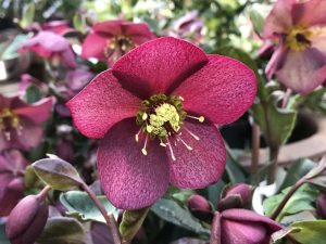 Helleborus HGC Ice n' Roses 'Red'-0