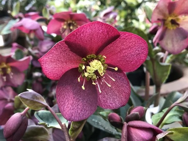 Helleborus HGC Ice n' Roses 'Red'-0