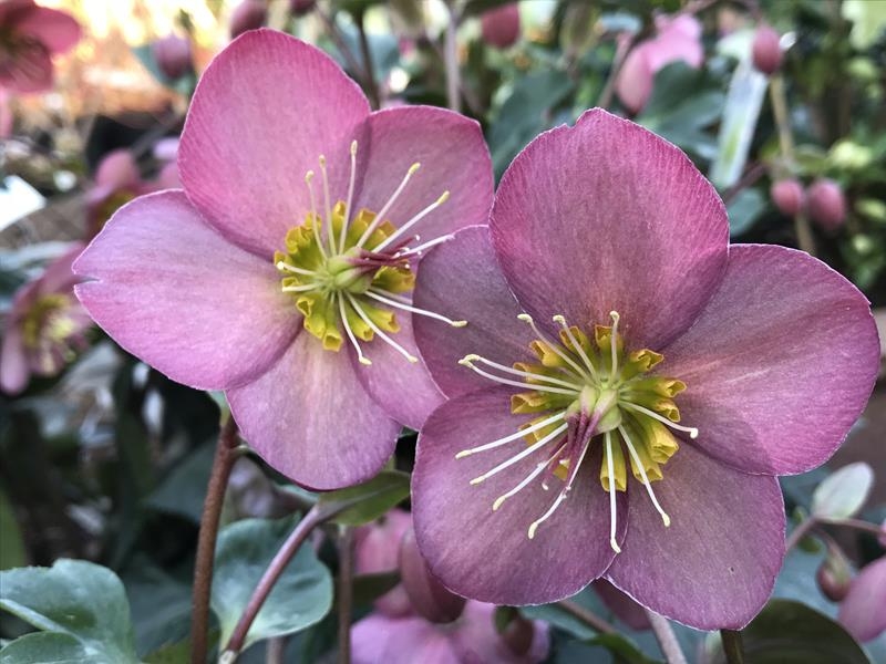 Helleborus HGC Ice n' Roses 'Rose'-0